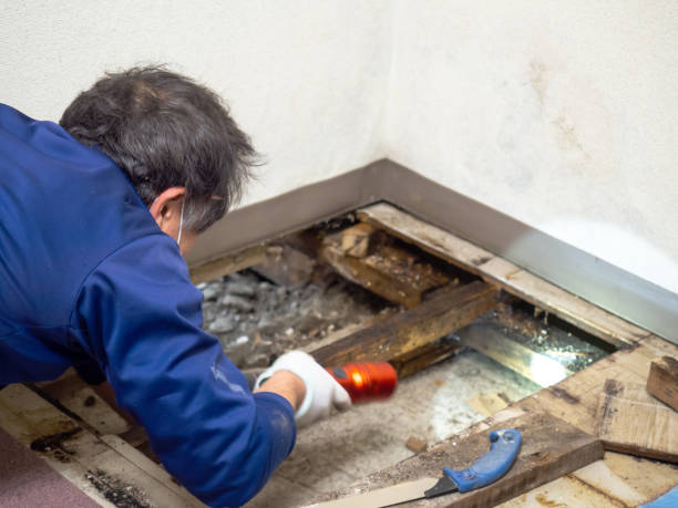 Best Fast Mold Removal  in Carlyle, IL