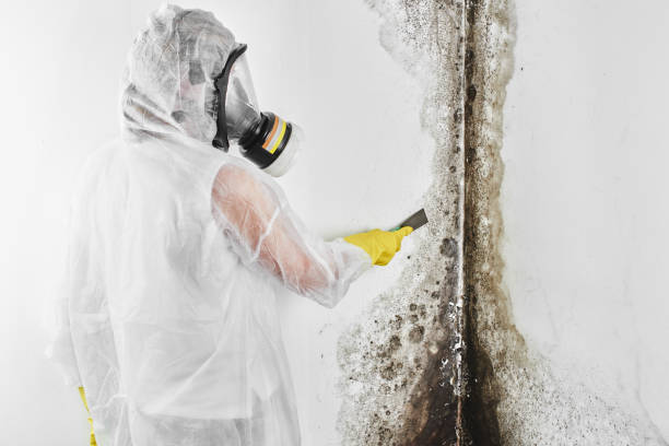 Mold Removal Process in Carlyle, IL