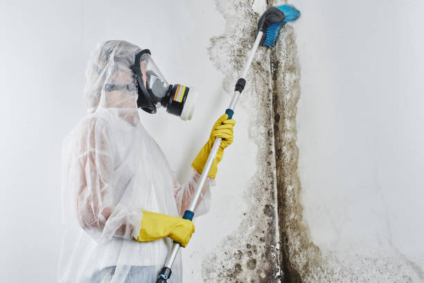 Best Black Mold Removal  in Carlyle, IL