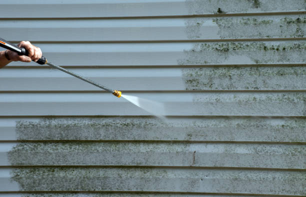 Best Toxic Mold Removal  in Carlyle, IL
