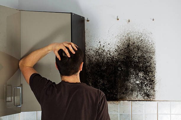 Best Same-Day Mold Removal  in Carlyle, IL