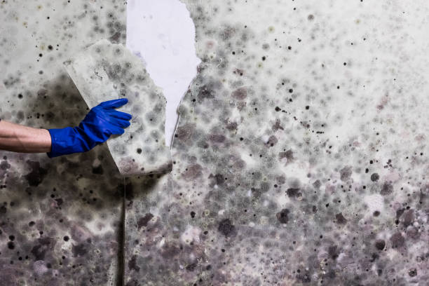 Best Crawl Space Mold Removal  in Carlyle, IL